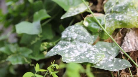 Wild-vines-with-white-spots,-mildews-crawling-on-a-wall---close-up