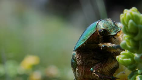 Un-Primerísimo-Plano-Y-Retrato-De-Escarabajo-Metálico-Verde-Y-Boca-Comiendo-Flor-De-Planta