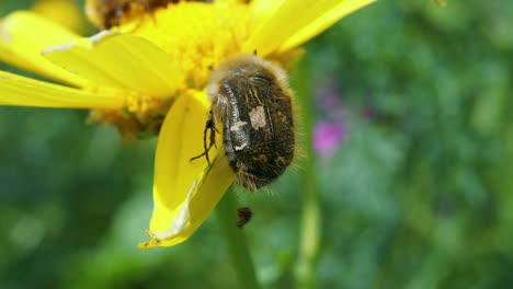 One-beetle-climbing-up-bright-yellow-petal-with-particle-of-dung-dangling-from-its-bottom