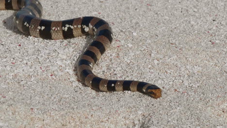 Banded-sea-krait-on-white-beach-sand