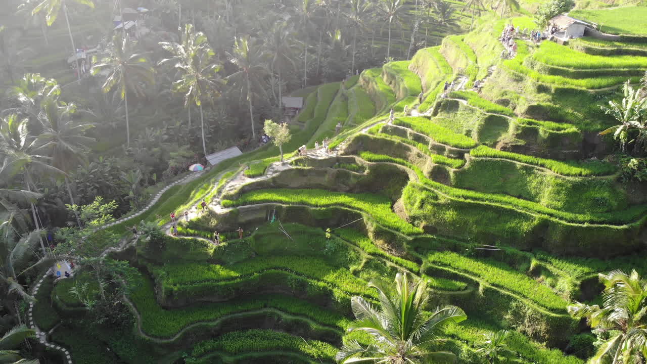 Traditional Agricultural Rice Terrace In Bali Free Stock Video Footage ...