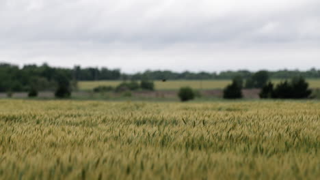 Wheat-field,-landscape,-Kansas,-background,-grass,-green,-farm,-farming,-farmer,-grow,-growing,-harvest,-birds,-flying