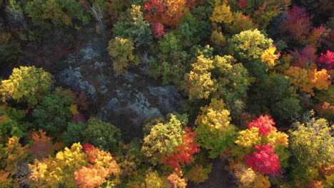 Slow-forward-overhead-aerial-of-colorful-autumn-forest-in-Canada
