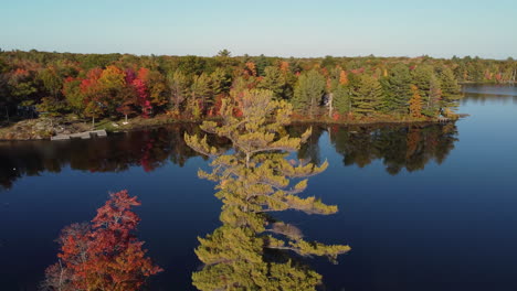 Forward-aerial-of-autumn-colored-forest-trees-by-still-lake-in-Canada