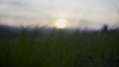 Grass-in-focus-moving-because-of-the-wind-with-the-sun-setting-in-the-blurry-background