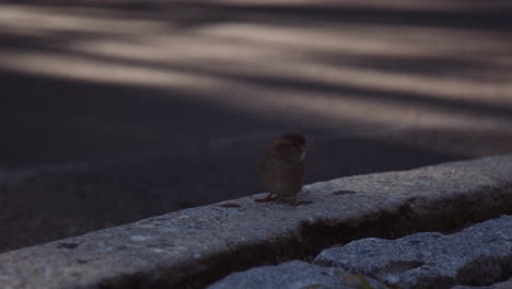 Close-Up-Shot-of-House-Sparrow-Urban-Bird-on-Paved-Concrete-Sidewalk-Edge-in-Central-Park,-Manhattan-New-York-City,-Moving-Looking-Around-in-Sunny-Morning