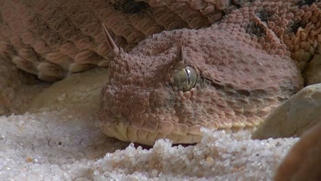 Close-up-rattle-snake,-laying-on-ground-surface-and-flick-its-tongue