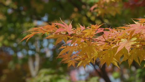 Palmenahornbäume-Mit-Verschwommenem-Hintergrund-Im-Herbst