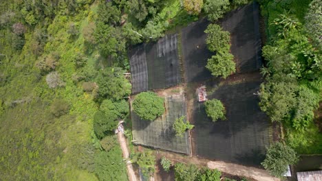 Vertical-shot-of-coffee-farm