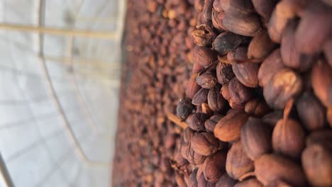 Coffee-beans-during-drying