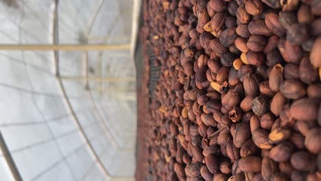 Vertical-shot-of-coffee-drying