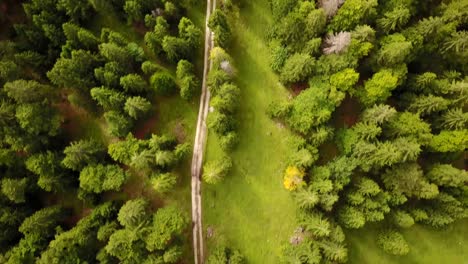 Drohnenansicht-Eines-Tannenwaldes-In-Den-Schweizer-Alpen