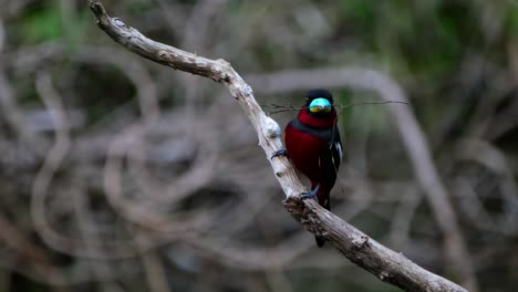 Perched-on-a-diagonal-bare-branch-with-some-twigs-to-build-its-nest,-Black-and-red-Broadbill,-Cymbirhynchus-macrorhynchos,-Kaeng-Krachan-National-Park,-Thailand
