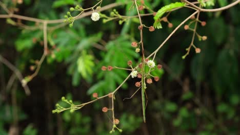 Morgens-Senkrecht-An-Der-Spitze-Eines-Astes-Hängend,-Stabheuschrecke-Baculomia-Siamensis,-Kaeng-Krachan-Nationalpark,-Thailand