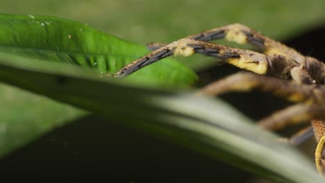 Extreme-Nahaufnahme-Der-Wandernden-Spinne-Auf-Dschungelblatt,-Tambopata-Nationalreservat