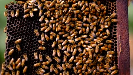 A-young-female-beekeeper-in-a-professional-beekeeper-costume-inspects-a-wooden-frame-with-honeycombs-holding-it-in-her-hands,-Collect-honey,-Beekeeping-concept