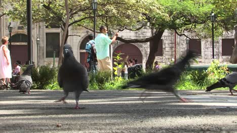 Pigeons-in-the-central-park-of-Leon,-Nicaragua