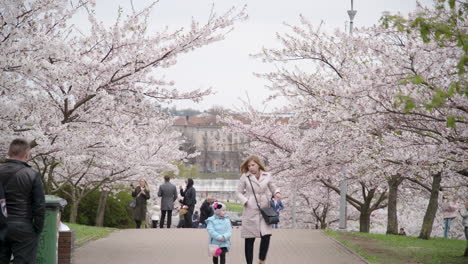 Mutter-Mit-Kind-Und-Gruppe-Von-Menschen,-Die-Auf-Einem-Pfad-Im-Sakura-Park-In-Vilnius-Spazieren-Gehen