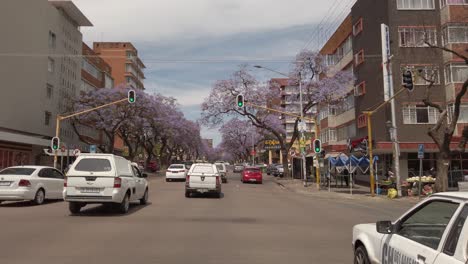 Fahrt-Durch-Die-Straßen-Von-Sunnyside-Mit-Jacaranda-Bäumen,-Die-Die-Straßen-Säumen