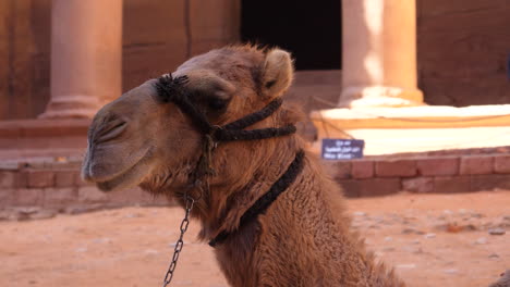 Dromedary-camel-head-close-up-expressive-traditional-desert-animal-in-petra-jordan-UNESCO-world-heritage-with-rock-carved-temple-on-background