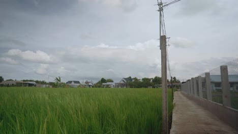 Campo-De-Arroz-Con-Camino-De-Cemento-En-Un-Día-Nublado