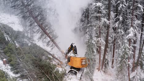 El-Dron-Gira-Lentamente-Alrededor-De-La-Máquina-Maderera-Industrial-Mientras-Aserra-Un-Pino-Y-Lo-Coloca,-La-Nieve-Se-Pulveriza-Alrededor-Del-árbol-Mientras-Cae-Sobre-Una-Pila-Cercana-De-árboles-Talados