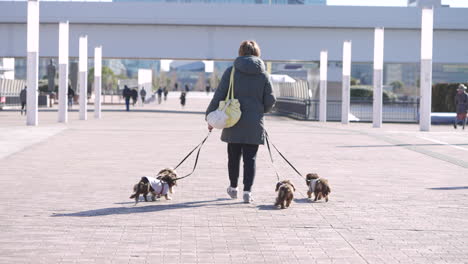 Una-Cámara-Lenta-De-Mano-Tomada-Desde-Atrás-De-Una-Mujer-Caminando-Cuatro-Dachshund-De-Pelo-Largo-En-Un-Paseo-Marítimo-En-Japón