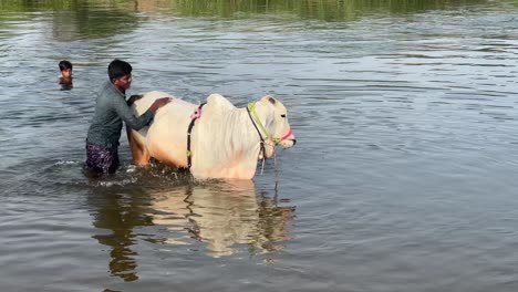 While-a-man-swims-in-the-same-river-from-the-back,-another-man-is-cleaning-dirt-from-a-white-cow-in-the-river