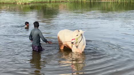 Eine-Statische-Einstellung-Einer-Kuh,-Die-Sich-Abkühlt,-Ein-Bad-Nimmt-Und-Im-Fluss-Steht