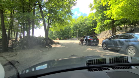 Fahrt-Im-Parc-Omega-In-Quebec-Mit-Kanadagänsen-Und-Elchen,-Die-Von-Besuchern-Gefüttert-Werden