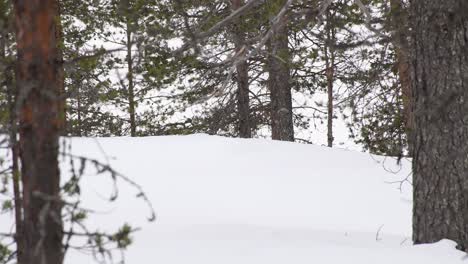 Alter-Nordischer-Skifahrer,-Der-Am-Bewölkten-Tag-Im-Kiefernwald-Ski-Fährt