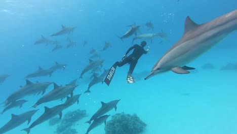 Apnea-Con-Una-Manada-De-Delfines-En-El-Mar-Rojo