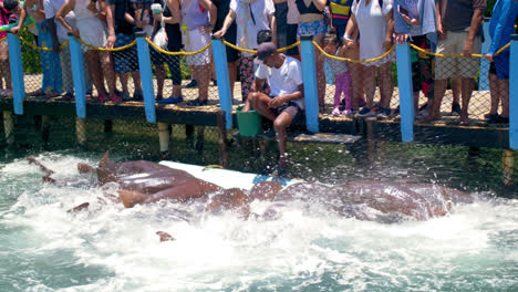 Un-Hombre-Hispano-Alimenta-Tiburones-En-Un-Oceanario-Mientras-Muchos-Turistas-Observan-En-Un-Día-Soleado-En-El-Océano