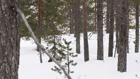 Esquiador-De-Patines-Nórdicos-En-Un-Bosque-De-Pinos.-Encuadre-Estable