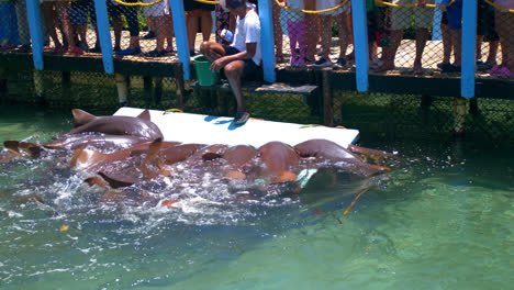 Un-Hombre-Hispano-Alimenta-Tiburones-En-Un-Oceanario-Mientras-Muchos-Turistas-Lo-Observan-En-Un-Día-Soleado