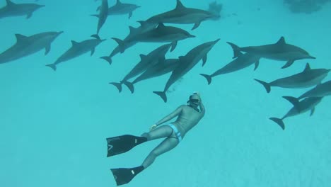 Bucear-Con-Una-Manada-De-Delfines-En-El-Mar-Rojo-A-Lo-Largo-De-Las-Costas-De-Egipto