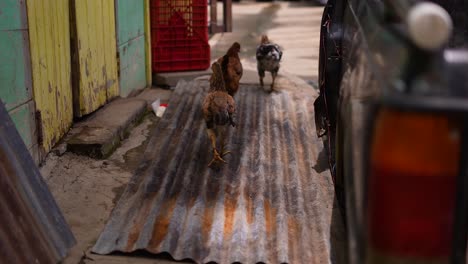 Gallina-Caminando-Por-La-Acera,-Gallinas-En-La-Calle