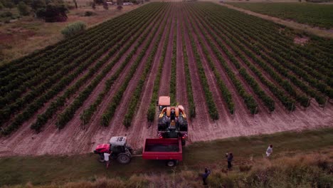 Aerial-shot:-field-full-of-ripe-grapes-being-harvested-in-southern-France