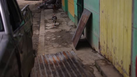 Gallinas-En-La-Calle