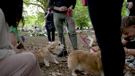 Dog-Owner-Showing-Off-His-Corgis-At-Floral-Tributes-For-Queen-Elizabeth-II-At-Green-Park-On-12-September-2022