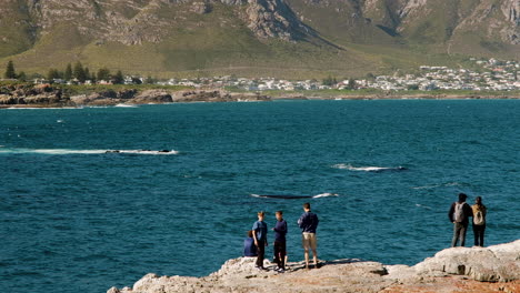 Muchas-Ballenas-Justo-En-La-Costa-Rocosa-Ofrecen-Un-Espectáculo-Para-Los-Turistas