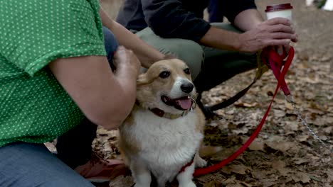 Perro-Corgi-Siendo-Acariciado-En-Un-Frondoso-Parque