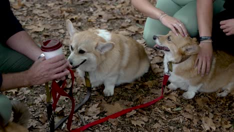 Ein-Paar-Entzückender-Corgis,-Die-In-Einem-Grünen-Parkgrund-Gestreichelt-Werden