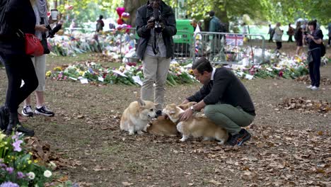 El-Dueño-Del-Perro-Muestra-Sus-Corgis-En-Tributos-Florales-Para-La-Reina-Isabel-II-En-Green-Park-El-12-De-Septiembre-De-2022