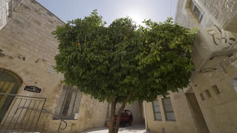 Jerusalén,-Israel---2-De-Septiembre-De-2022:-El-Callejón-De-La-Ciudad-Vieja-En-El-Barrio-Judío,-Con-Un-árbol-Como-Tema-Principal,-Rodeado-De-Edificios-Antiguos