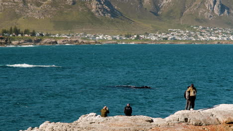 Impresionante-Avistamiento-De-Ballenas-En-Hermanus,-Costa-De-Ballenas-Del-Cabo:-Los-Viajeros-Obtienen-Una-Vista-Cercana-De-Las-Ballenas-Francas-Australes-Desde-Las-Rocas