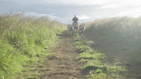 Carrera-De-Perros-De-Trineo-De-Ensueño-Con-El-Equipo-De-Husky-Siberiano-En-El-Sendero-Cubierto-De-Hierba-De-Islandia,-De-Mano