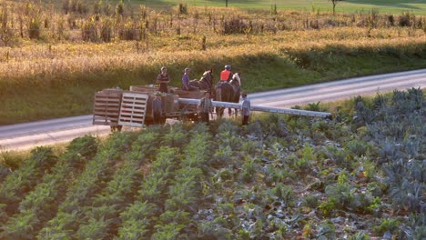 Amische-Mennoniten-In-Den-USA-Ernten-Manuell-Brokkoli-Und-Blumenkohl-Mit-Pferd-Und-Wagen