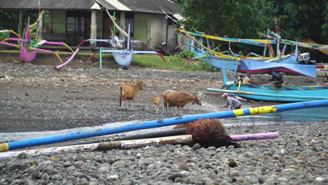 Man-Throwing-Water-to-Bath-The-Domestic-Cattle-In-Bali,-Indonesia