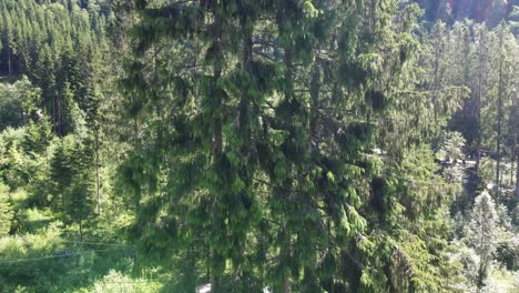 Plataforma-De-Madera-En-Pino-Dentro-De-Voss-Zipline-Y-Parque-De-Escalada---Antena-En-Movimiento-Hacia-Arriba-Desde-La-Plataforma-Hasta-La-Parte-Superior-Del-árbol